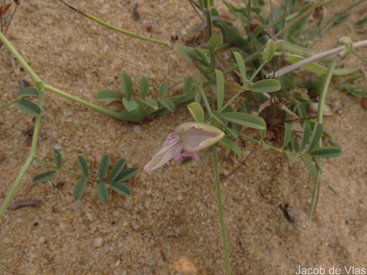 Tephrosia maxima (L.) Pers.